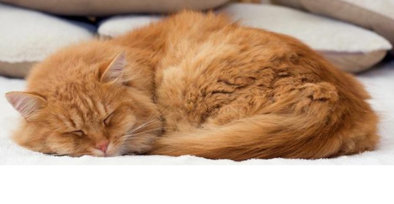猫咪假死和真死的区别