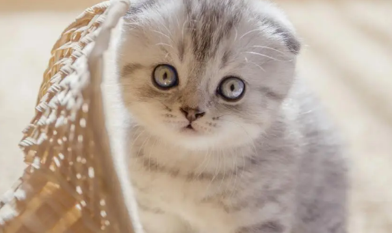 5个月大的猫还能认主人吗