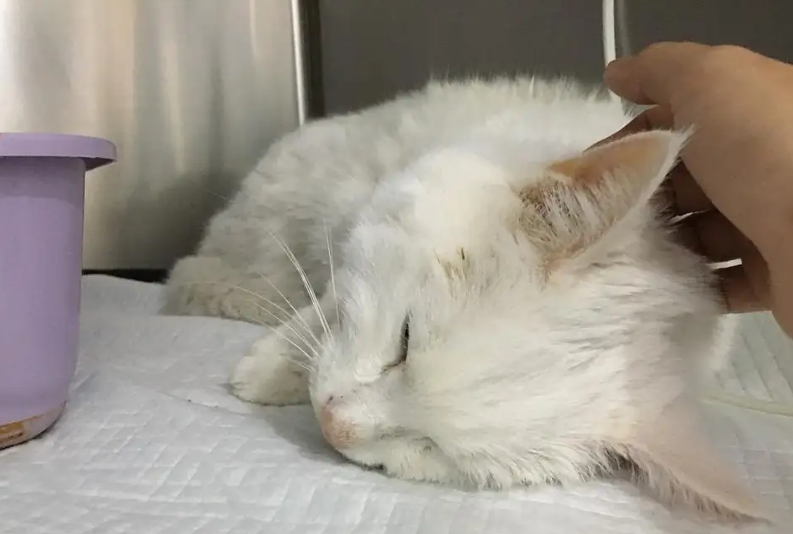 猫咪贫血不爱吃东西怎么办