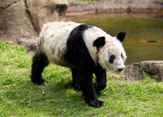 大熊猫“丫丫”踏上回国旅程 大熊猫“丫丫”踏上回国旅程