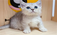 为什么有的猫咪腿短