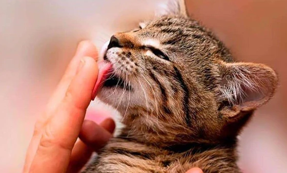 猫咪舔舌头会咬人怎么回事