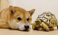 看见狗与立起来乌龟