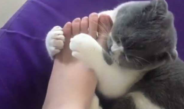 为什么猫喜欢掏主人的脚
