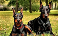 德国宾莎犬睡觉抽搐怎么回事？这里有答案！