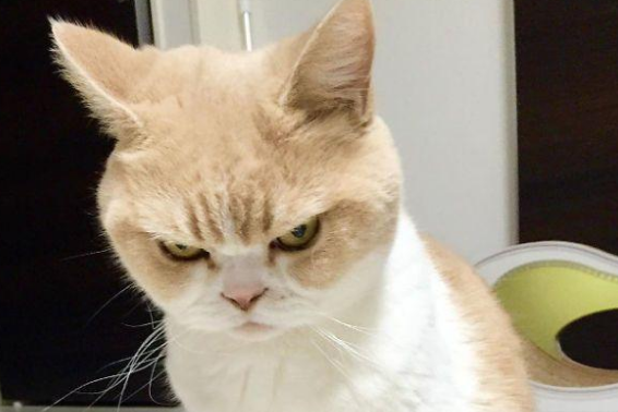 猫咪生气会打主人吗为什么呢 猫咪生气会打主人吗为什么呢