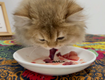 猫生产后可以吃鹌鹑吗