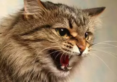 猫嗓子为什么一直嗡嗡的