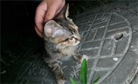 夜晚流浪猫接近你预示
