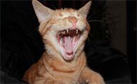 猫咪伸脖子做吞咽动作干呕