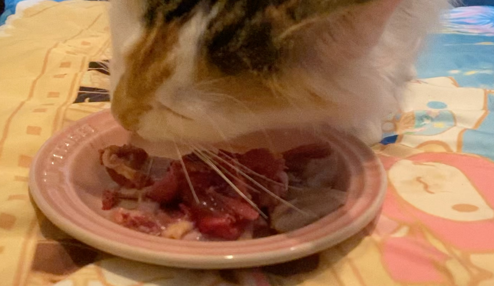 猫吃新鲜鹌鹑