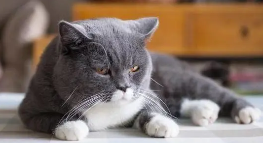 小猫报复心太强怎么办