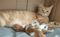 猫咪下崽后吃啥最下奶