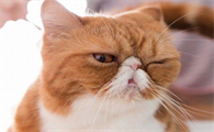 长期养猫的人会得什么病