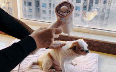 为什么吹狗狗会难受呢