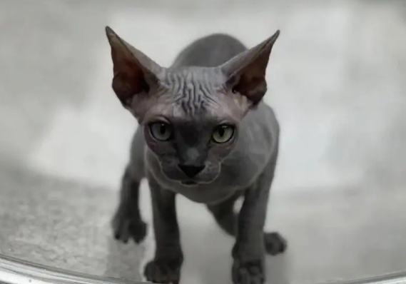 斯芬克斯猫为什么那么贵？原因是？