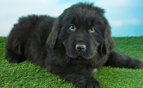 怎么看纽芬兰犬是不是生病了?盘点纽芬兰犬常见疾病 怎么看纽芬兰犬是不是生病了?盘点纽芬兰犬常见疾病
