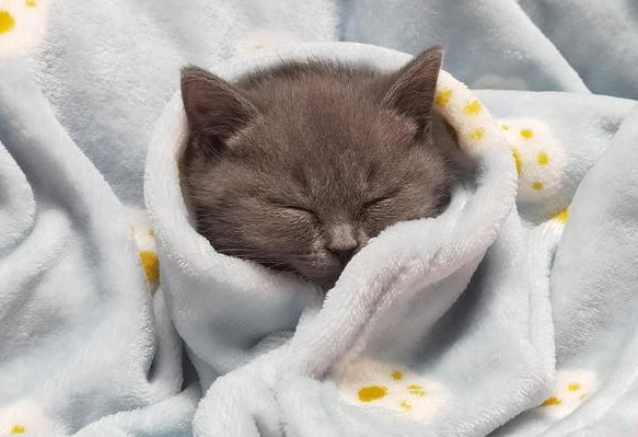冬天猫咪为什么睡觉会冷呢