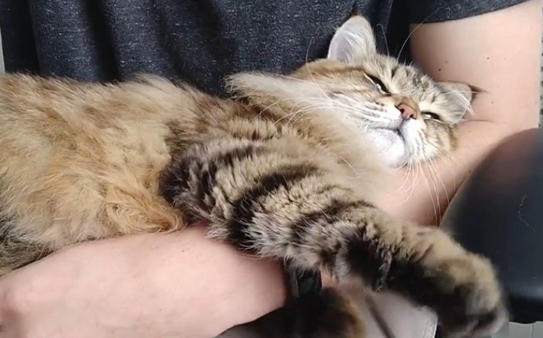 猫咪趴在肚子里是为什么