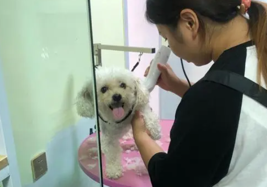 宠物店开毛结怎么收费