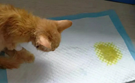 为什么猫咪尿黄色液体