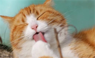 猫喜欢舔布是什么原因