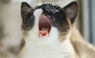 猫咪突然喜欢叫是什么原因