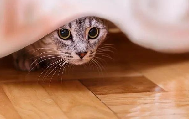 猫咪应激好玩吗为什么 猫咪应激好玩吗为什么