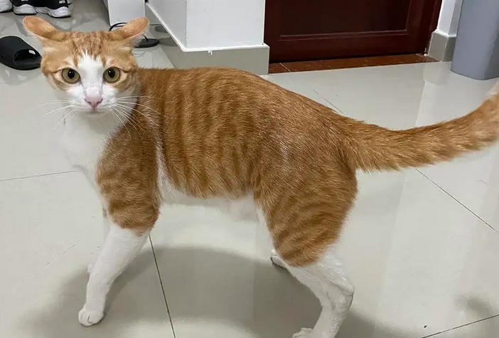 猫咪为什么长不大还瘦