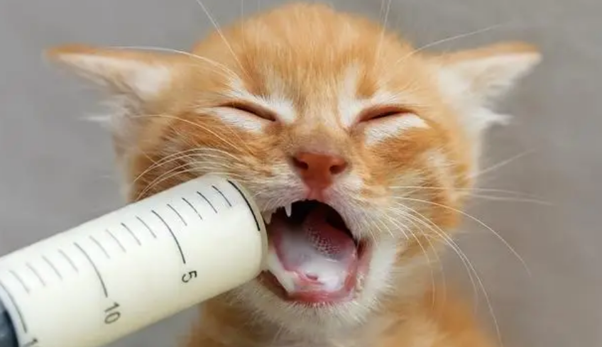 猫为什么那么喜欢喝奶粉