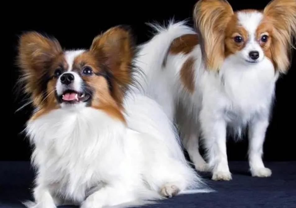 蝴蝶犬吃什么营养好,该如何照顾呢? 蝴蝶犬吃什么营养好,该如何照顾呢?