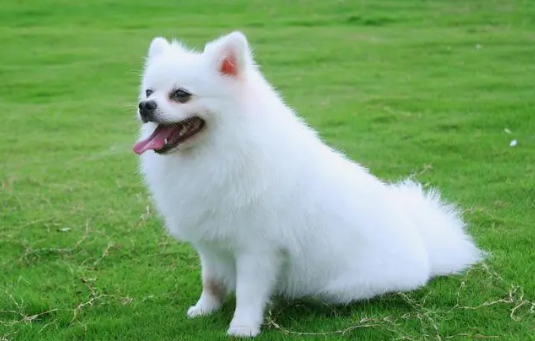 什么狗叫什么美