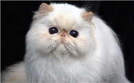 喜马拉雅猫繁殖要注意什么？正确的做法是？