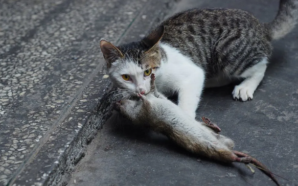 猫喜欢夹老鼠吃的原因 猫喜欢夹老鼠吃的原因