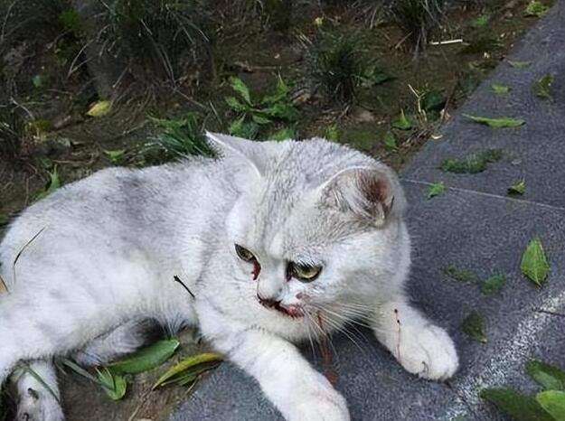 猫被暴打后老实了 猫被暴打后老实了
