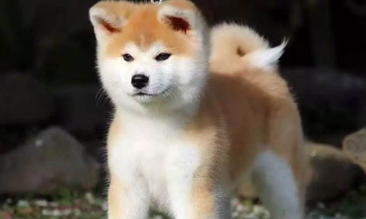 养宠小知识：秋田犬饲养注意事项？