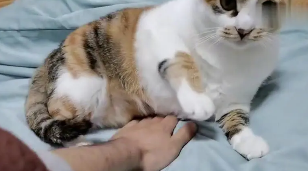 猫咪的为什么猫咪长胡子