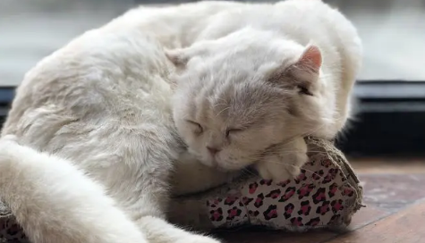 猫咪为什么老要挠头睡觉的原因
