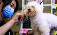 美容师证怎么考 报考条件有哪些