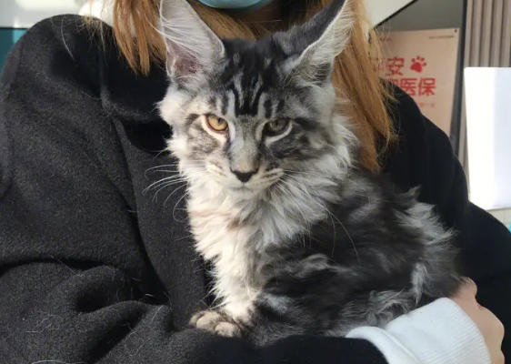 缅因猫粘人程度