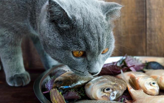 猫喜欢吃鱼还是吃肉