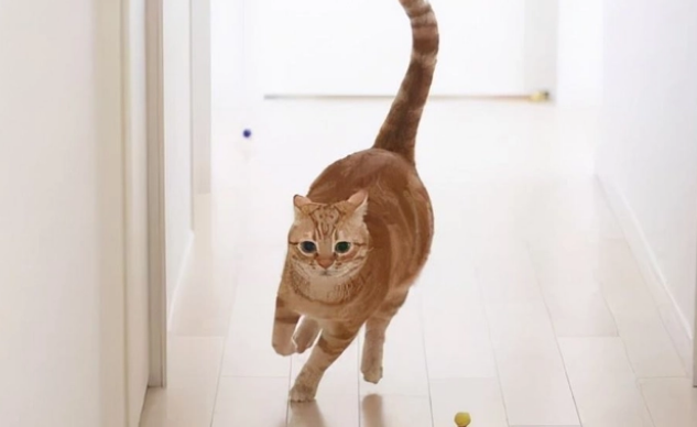 猫咪毛为什么不滑溜