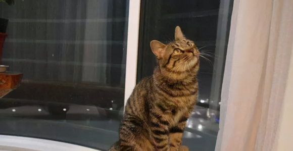 上班族猫咪白天笼养晚上散养