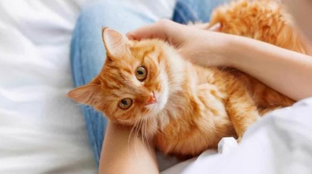 男的喜欢养猫说明什么 男的喜欢养猫说明什么