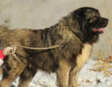 高加索犬洗澡流程,这里可以了解~ 高加索犬洗澡流程,这里可以了解~
