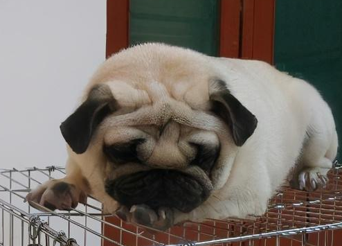 巴哥犬拉肚子解决方法，快来get一下