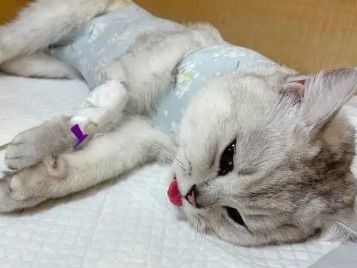 猫咪绝育很凶怎么回事