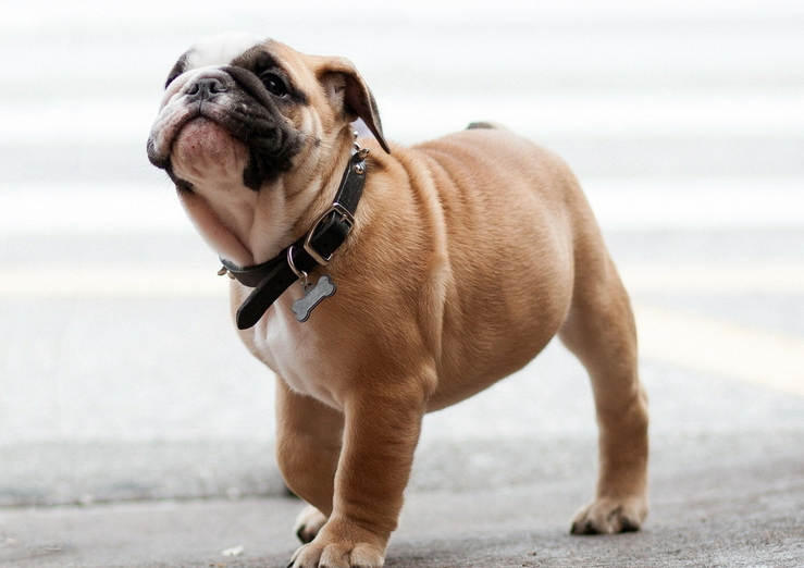 英国斗牛犬寄生虫预防方法，你们确定不来学？