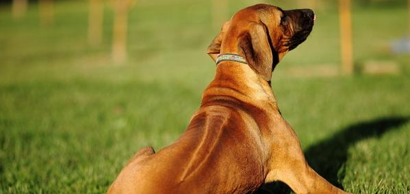 罗得西亚脊背犬打嗝怎么办？我告诉你解决方法