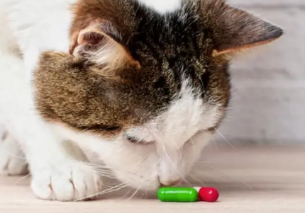猫咪感冒可以吃人的感冒药吗